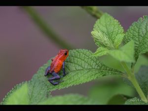 Blue Jeans Dart Frog